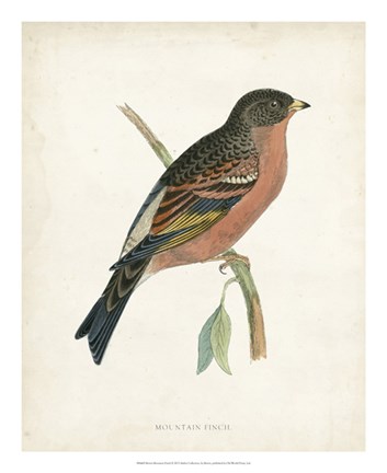 Framed Mountain Finch Print