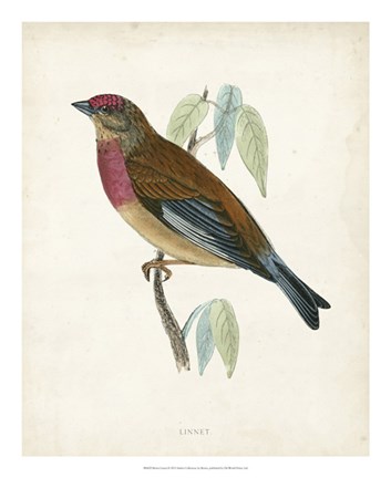 Framed Linnet Print