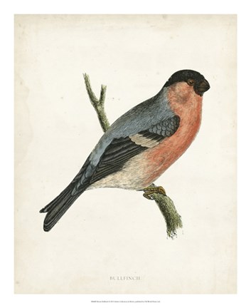 Framed Bullfinch Print