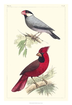 Framed Lemaire Birds I Print