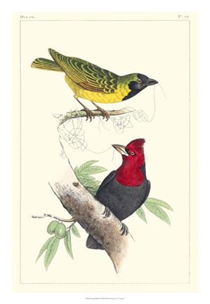 Framed Lemaire Birds II Print
