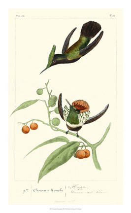 Framed Lemaire Hummingbirds III Print