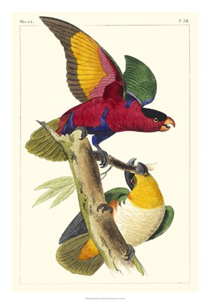 Framed Lemaire Parrots I Print