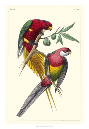 Framed Lemaire Parrots III Print