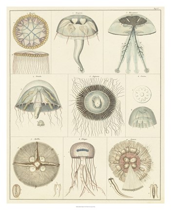 Framed Jellyfish Display Print