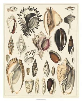Framed Seashell Display Print