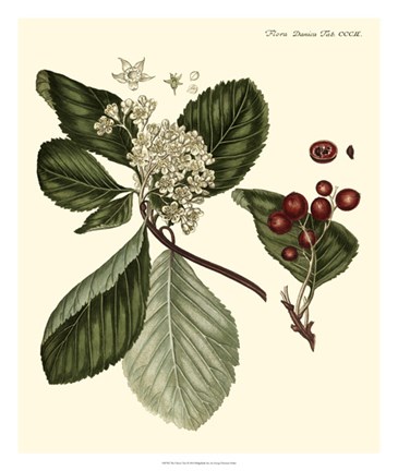 Framed Cherry Tree Print