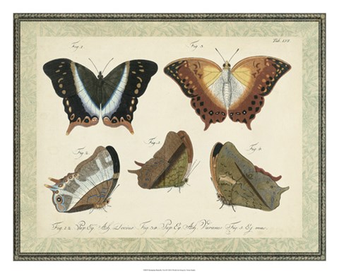 Framed Bookplate Butterflies Trio III Print