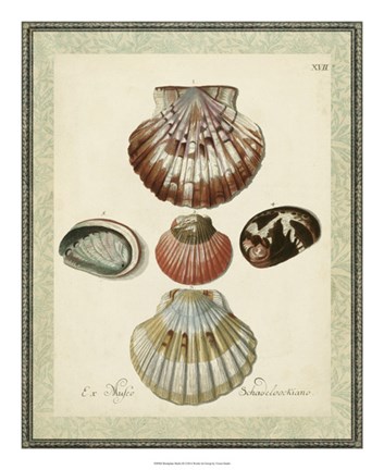 Framed Bookplate Shells III Print
