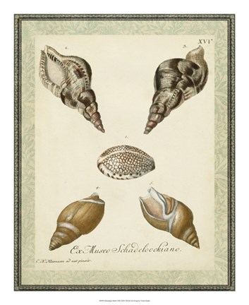 Framed Bookplate Shells VIII Print