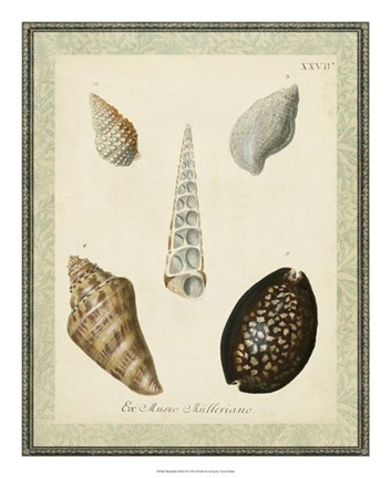 Framed Bookplate Shells IX Print