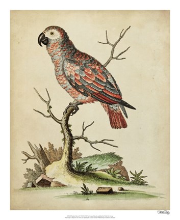 Framed Paradise Parrots IV Print
