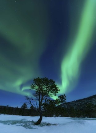 Framed Aurora Borealis Over a Tree Troms, Norway Print