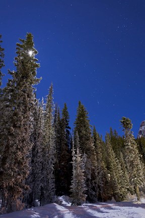 Framed Orion constellation above winter pine trees in Alberta, Canada Print