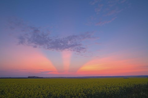 Framed Crepuscular rays at sunset, Alberta, Canada Print