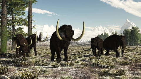 Framed Woolly Mammoths in the prehistoric northern hemisphere Print