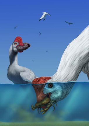 Framed Two Citipati&#39;s hunting crabs Print