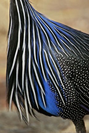 Framed Detail of Vulturine Guineafowl Breast Feathers, Samburu National Reserve, Kenya Print
