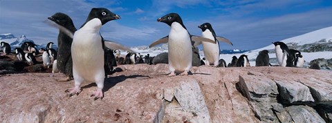 Framed Adelie Penguins With Young Chicks, Lemaire Channel, Petermann Island, Antarctica Print