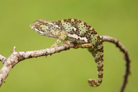 Framed Chameleon, Serengeti National Park, Ndutu, Tanzania Print