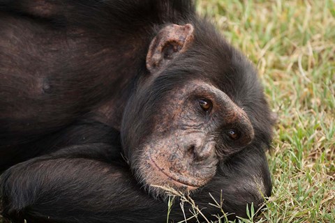 Framed Common Chimpanzee, Sweetwater Conservancy, Kenya Print