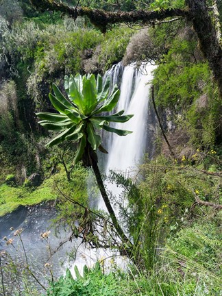 Framed Giant Lobelia in Aberdare National Park, Kenya Print
