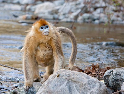 Framed Female Golden Monkey, Qinling Mountains, China Print