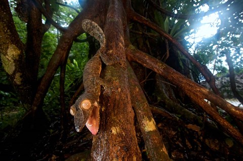 Framed Giant leaf-tailed gecko (Uroplatus fimbriatus), Nosy Mangabe Reserve, Madagascar Print