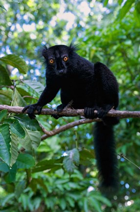 Framed Black Lemur male and female, Lokobe Nature Special Reserve, Northern Madagascar Print