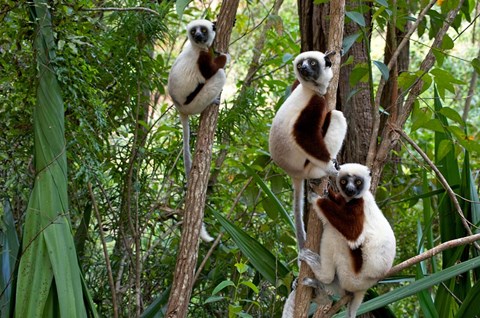 Framed Coquerel&#39;s sifakas, (Propithecus coquereli), Madagascar Print