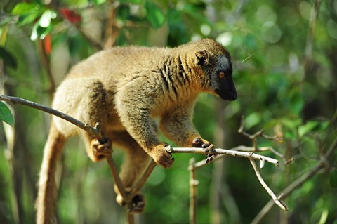 Framed Common Brown Lemur on branch, Ile Aux Lemuriens, Andasibe, Madagascar. Print