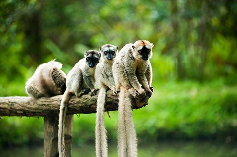 Framed Group of Verreaux&#39;s sifaka, Ile Aux Lemuriens, Andasibe, Madagascar. Print