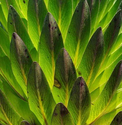 Framed Giant Lobelia in Mount Kenya National Park, Kenya Print