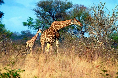 Framed Adult and baby Cape Giraffe, (Giraffa camelopardalis giraffa), Kruger National park, South Africa Print