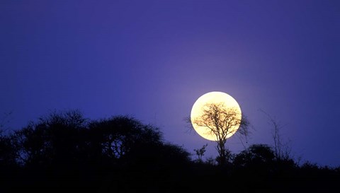 Framed Full Moon Rises Above Acacia Tree, Amboseli National Park, Kenya Print