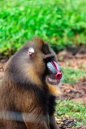 Framed Africa, Cameroon, Limbe. Mandrill at Limbe Wildlife Center. Print