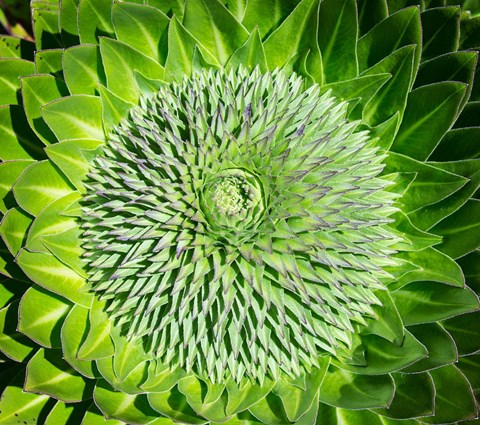 Framed Giant Lobelia inflorescence. Mount Kenya NP, Kenya, Africa. Print