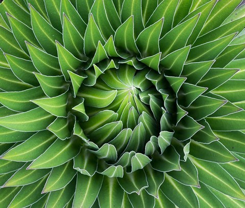 Framed Close up of Giant Lobelia rosette of leaves, Kenya Print