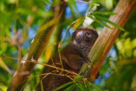 Framed Bamboo lemur in the bamboo forest, Madagascar Print