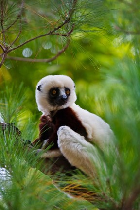 Framed Coquerel&#39;s Sifaka, Perinet Reserve, Toamasina, Madagascar Print