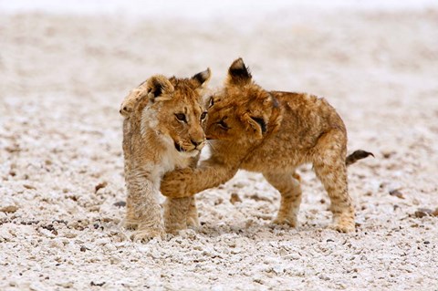 Framed Africa, Two lion cubs play fighting on the Etosha Pan Print