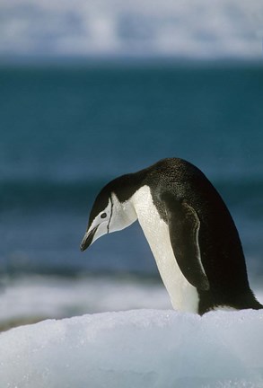 Framed Chinstrap Penguin, Antarctica. Print