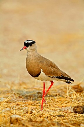 Framed Africa, Namibia. Crowned Plover or Lapwing Print