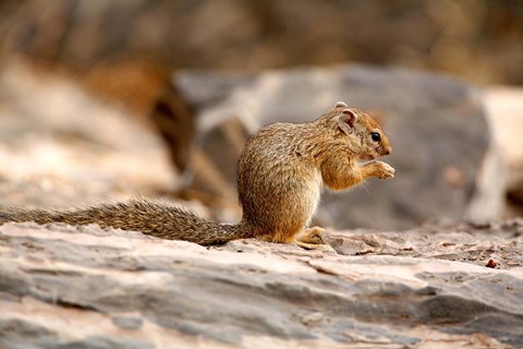 Framed Africa. Tree Squirrel feeding on the ground Print