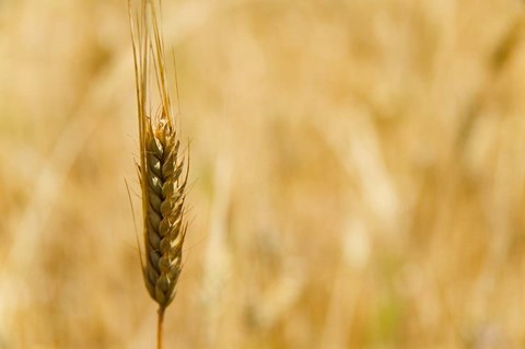 Framed Closeup of Barley, East Himalayas, Tibet, China Print