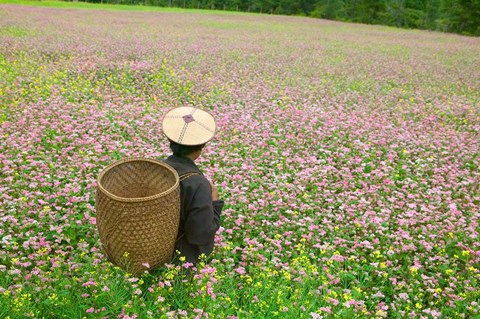 Framed Farmer in Farmland of Canola and Buckwheat, Bumthang, Bhutan Print