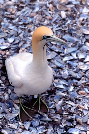 Framed Cape Gannet on the Coast, South Africa Print