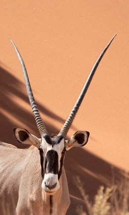 Framed Close-up of Oryx, Namib-Naukluft Park, Namibia, Africa Print