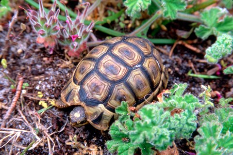 Framed Angulate Tortoise in Flowers, South Africa Print