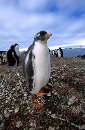 Framed Gentoo penguin chick, Antarctica Print
